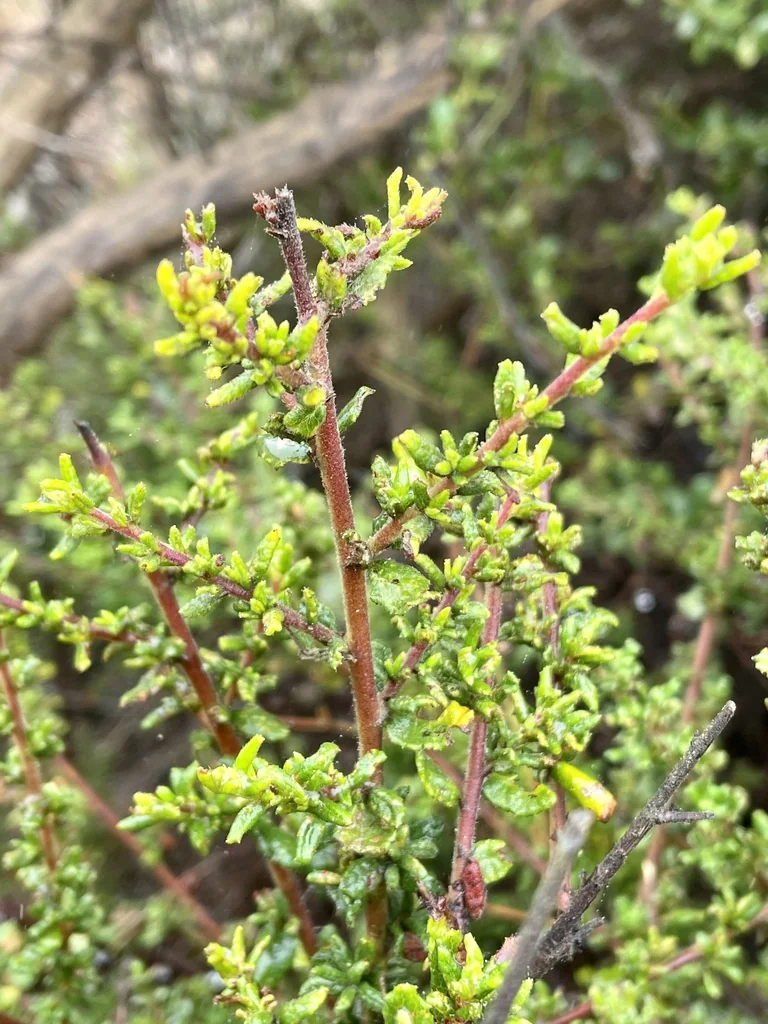 Ceanothus Dentatus