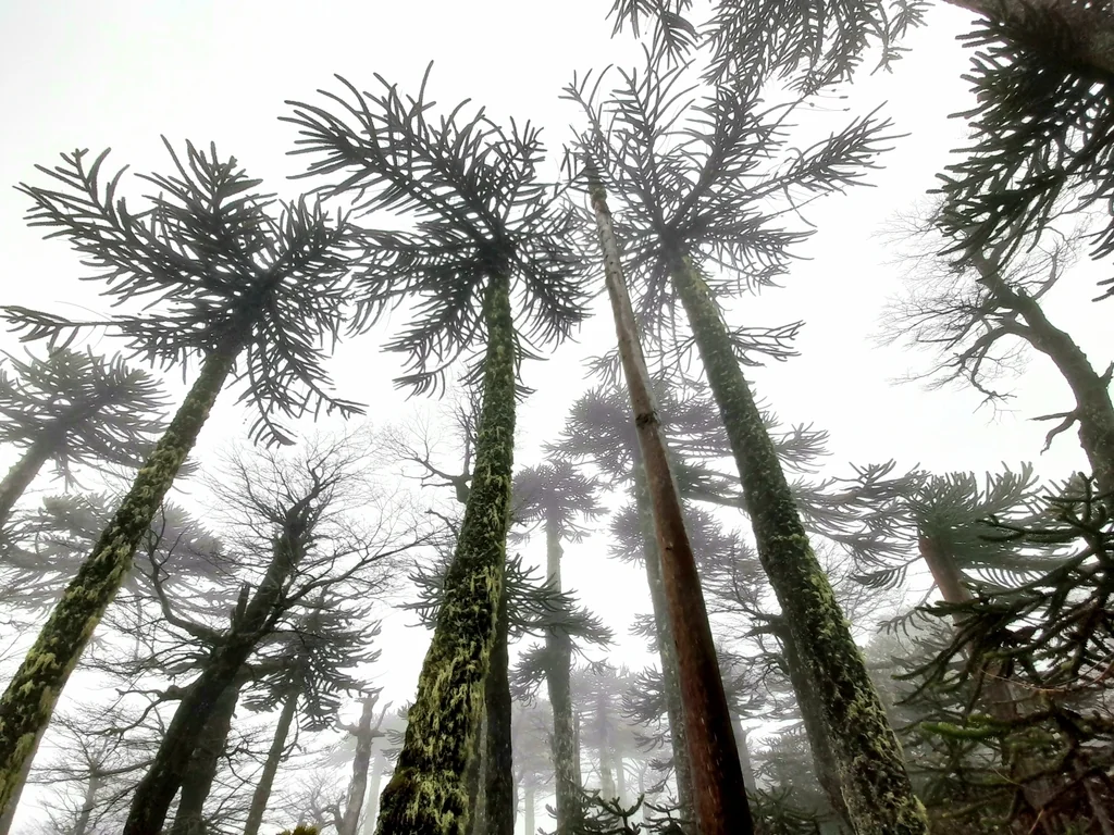 Araucaria Araucana