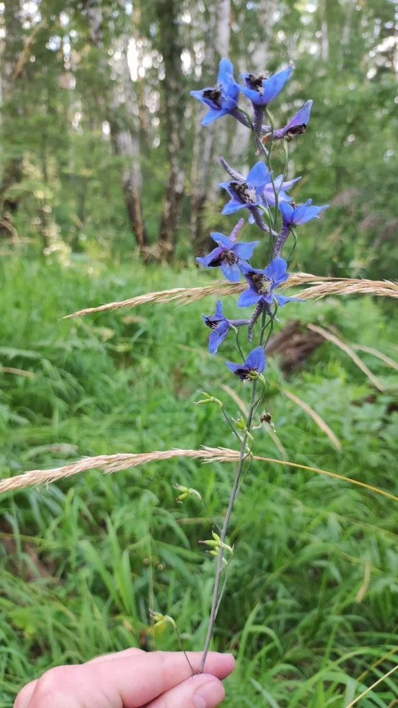 Delphinium elatum