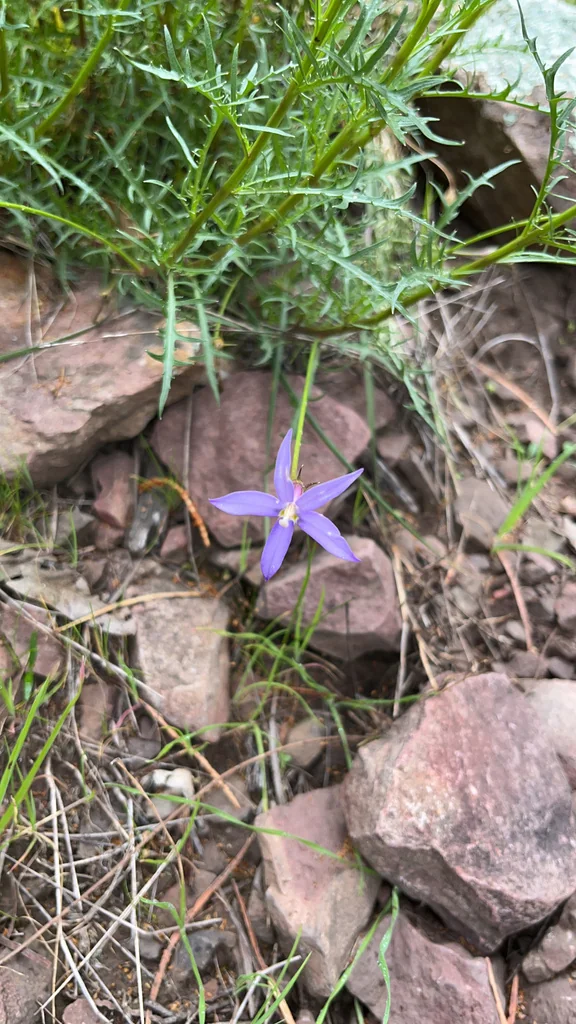Isotoma axillaris