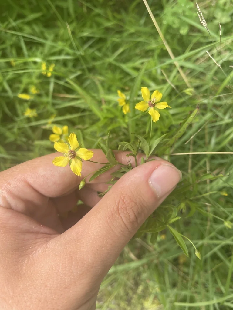 Lysimachia Lanceolata