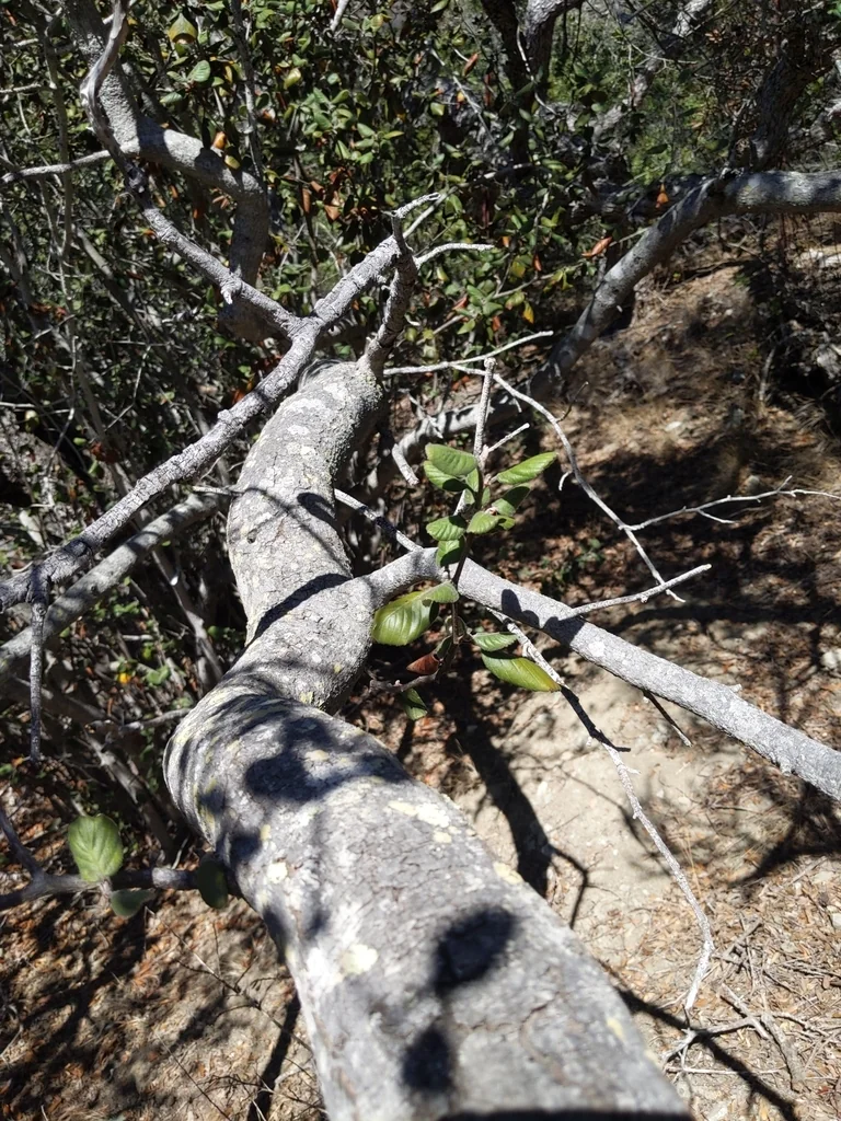 Cercocarpus Traskiae