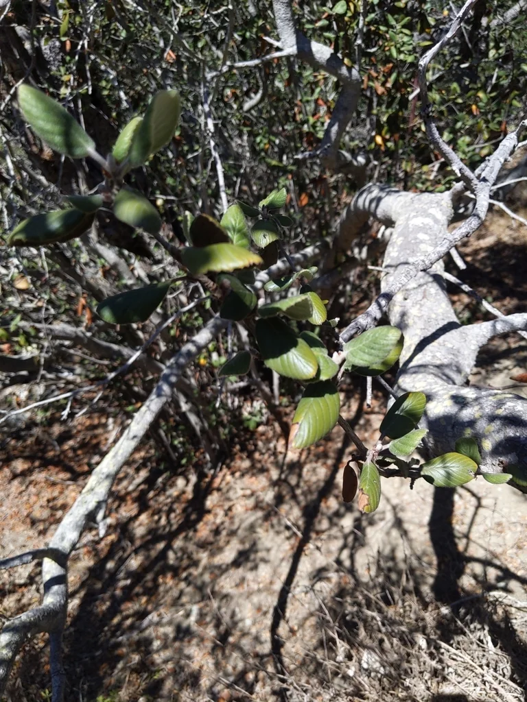 Cercocarpus Traskiae