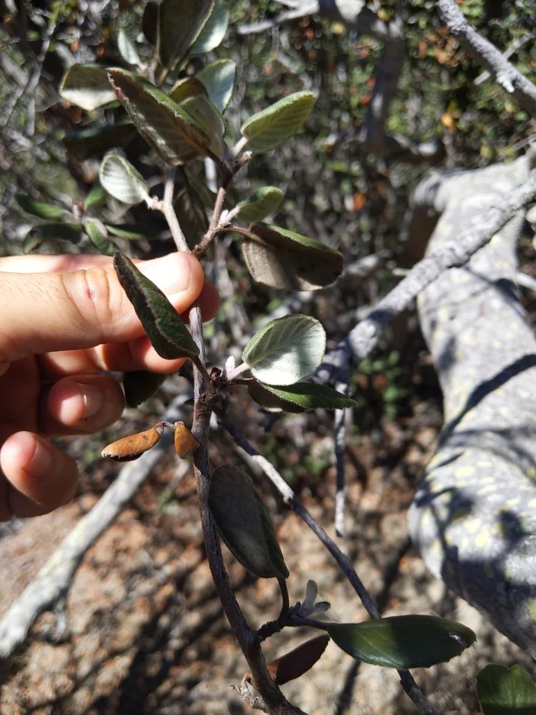 Cercocarpus Traskiae