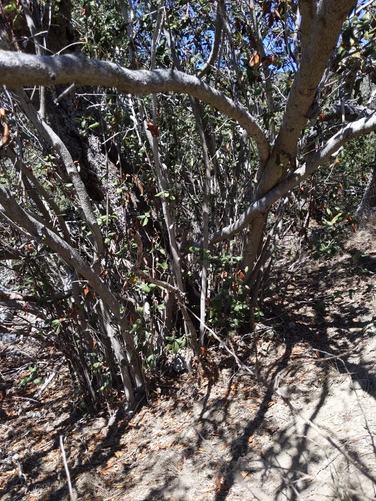Cercocarpus Traskiae