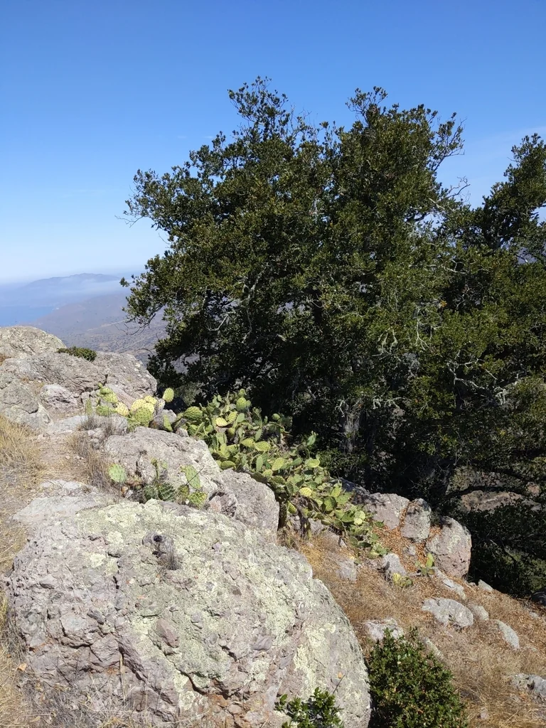 Quercus Tomentella