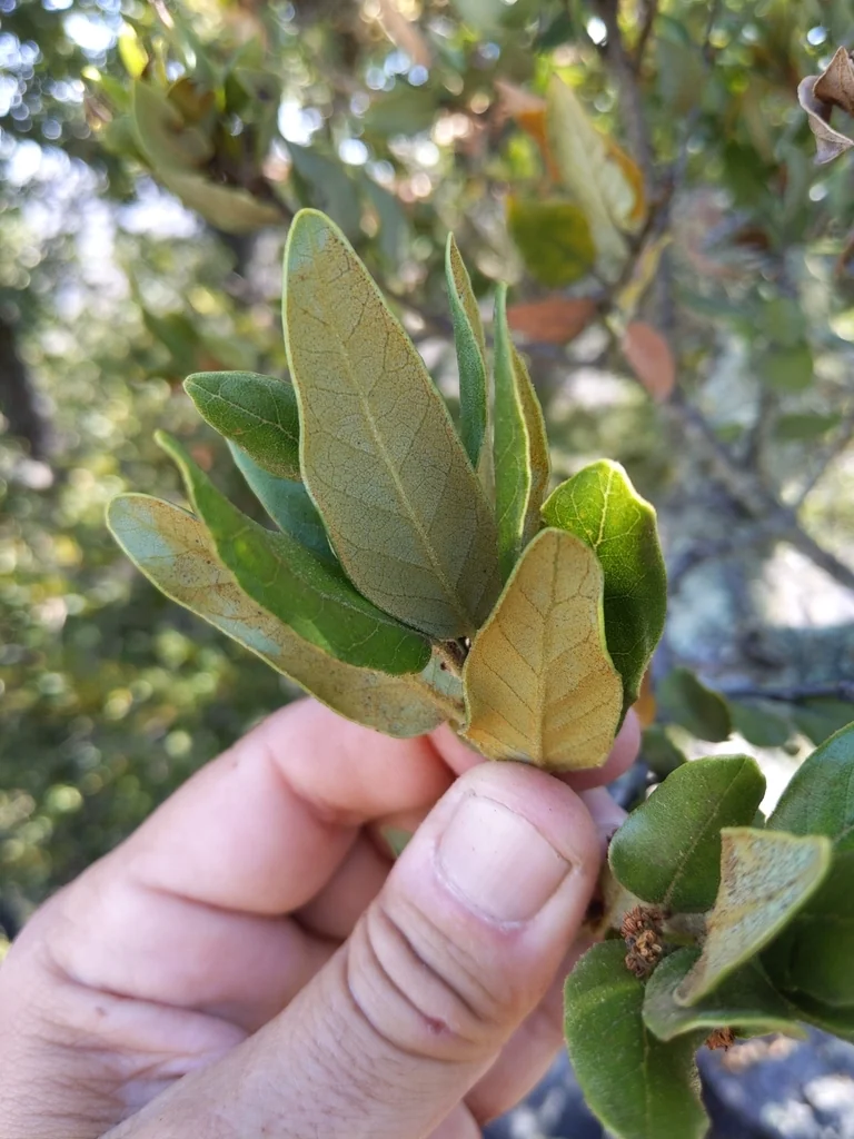 Quercus Tomentella