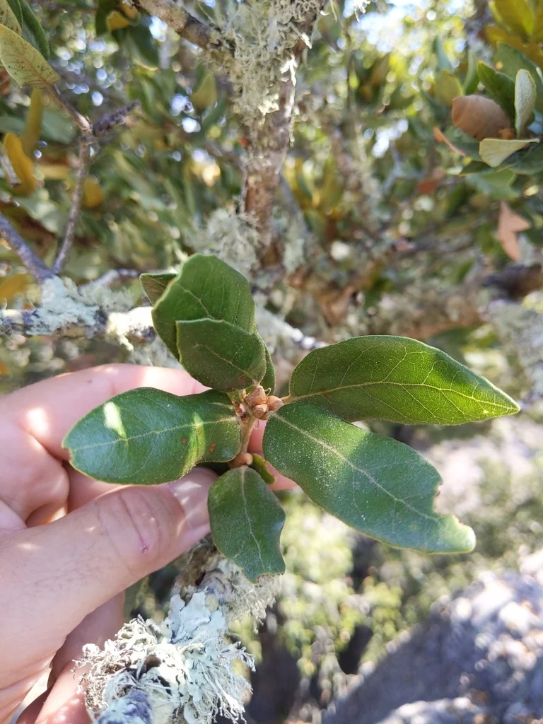 Quercus Tomentella