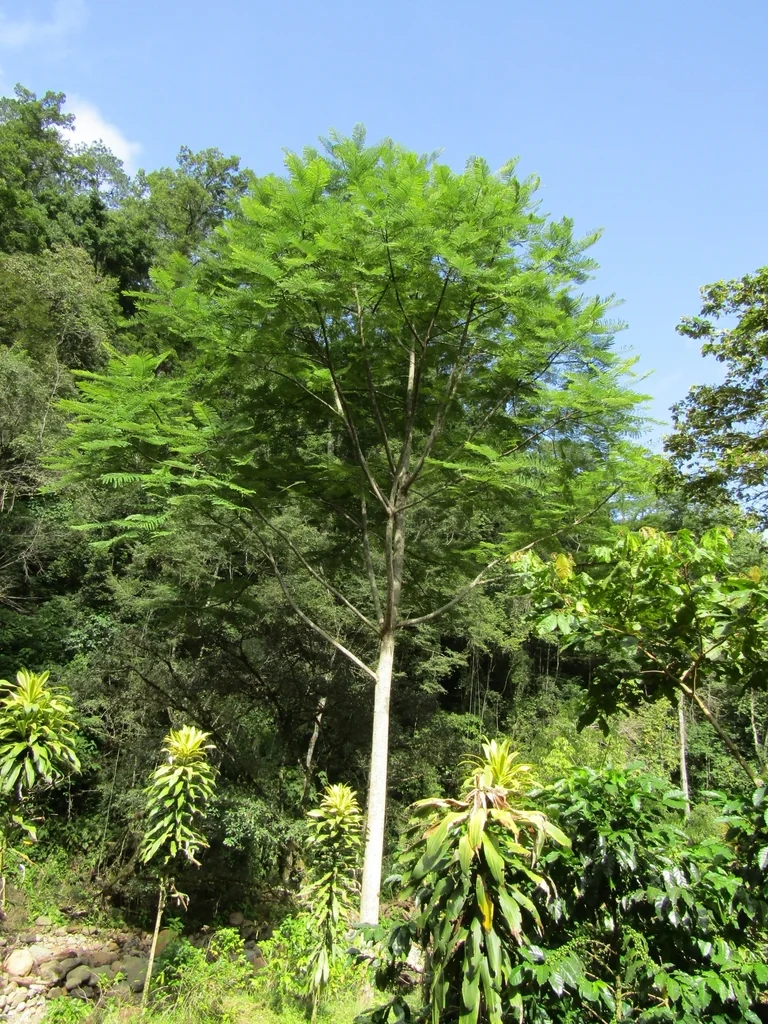 Schizolobium Parahyba