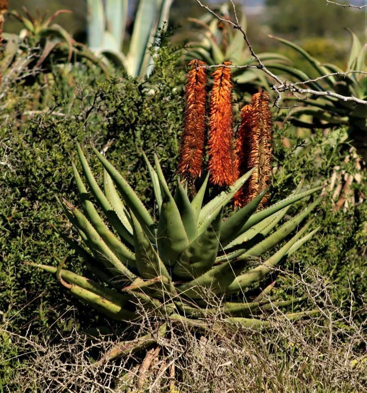 Aloe Ferox