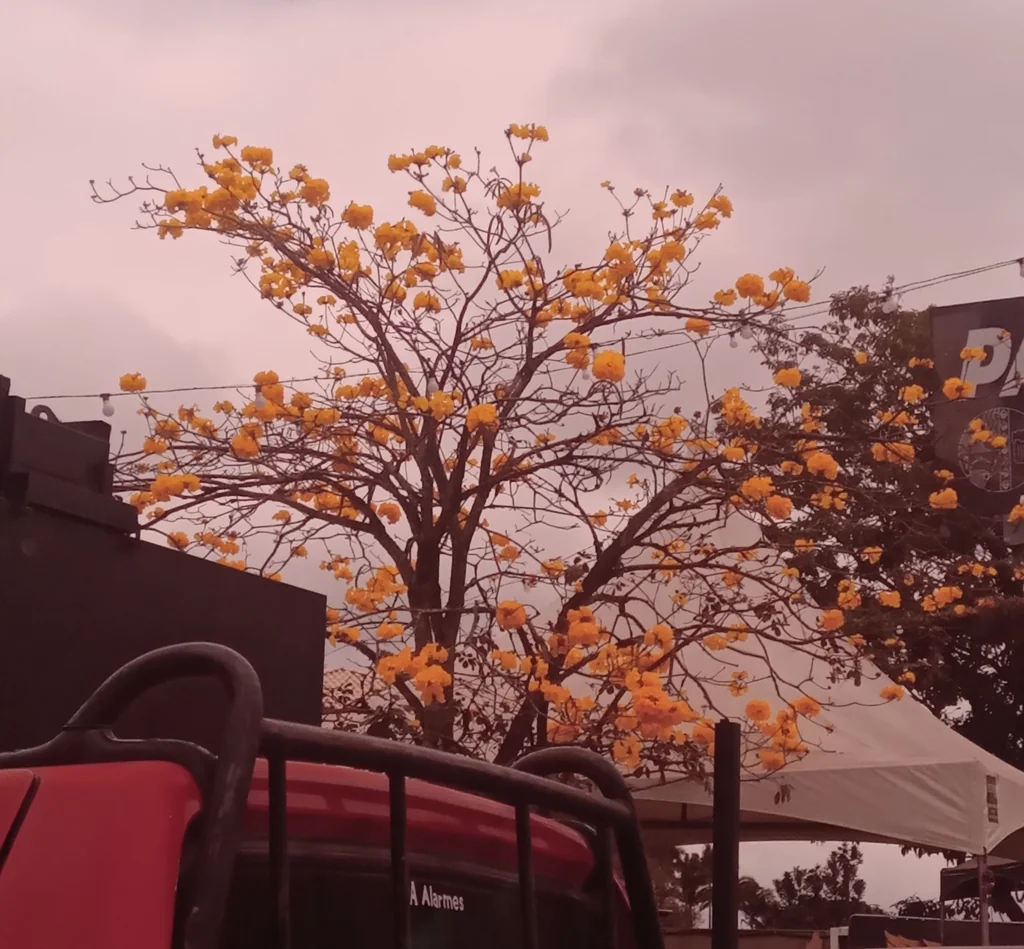 Tabebuia Chrysotricha
