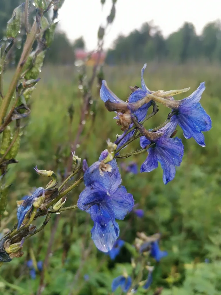 Delphinium Elatum
