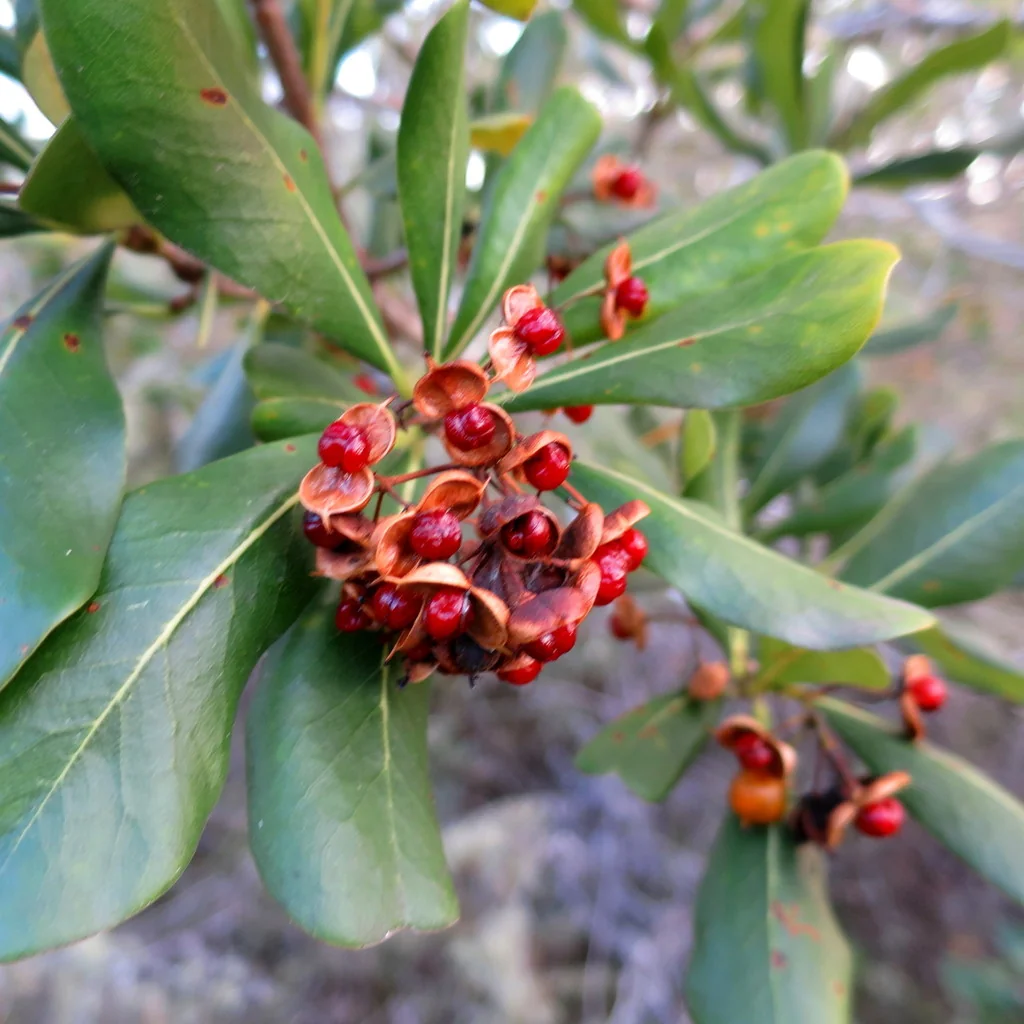 Pittosporum Viridiflorum