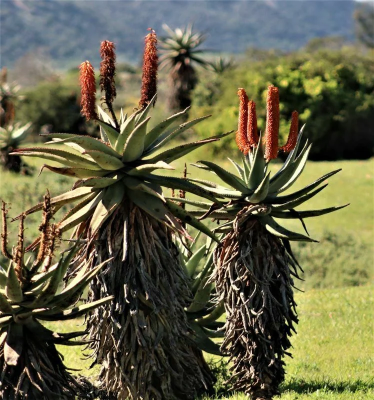 Aloe Ferox