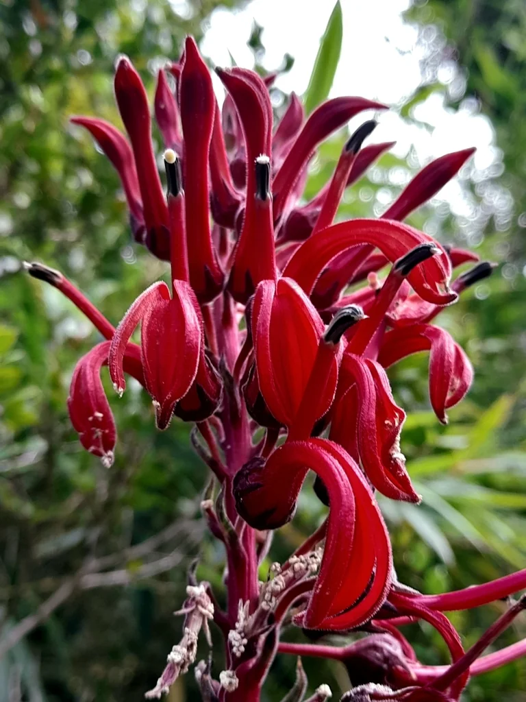 Lobelia Tupa