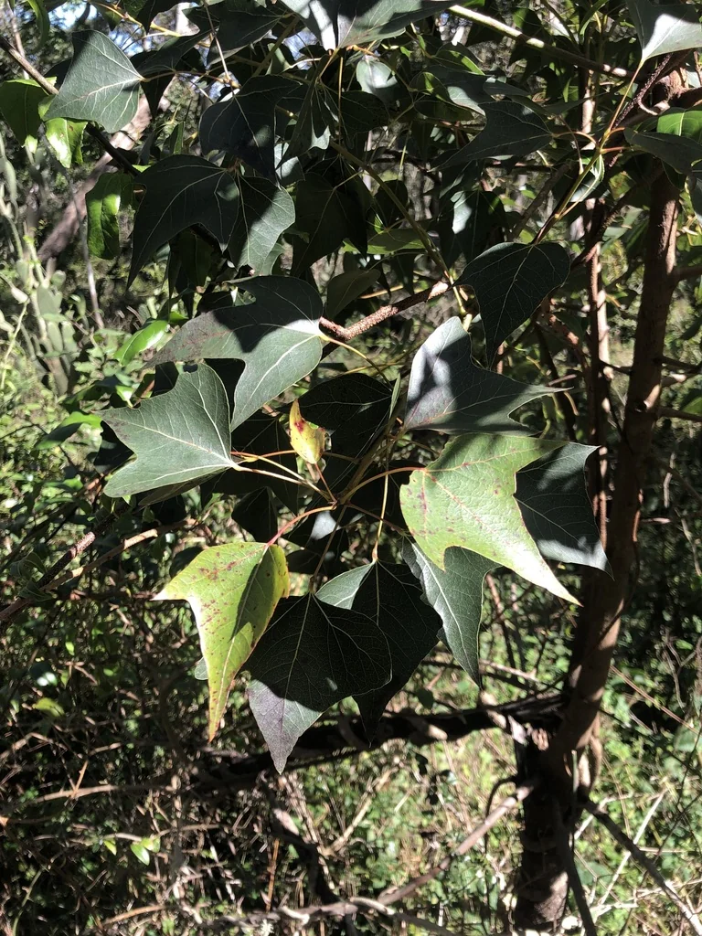 Brachychiton Populneus