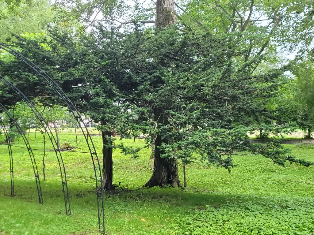 Taxus Cuspidata