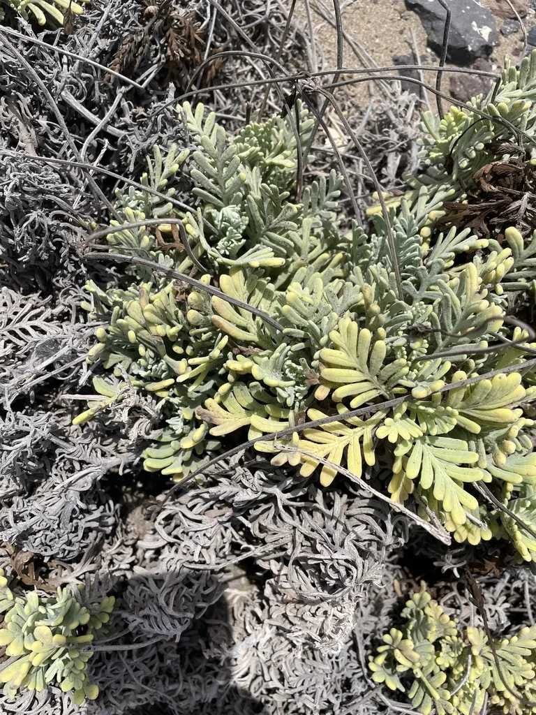 Lavandula Pinnata