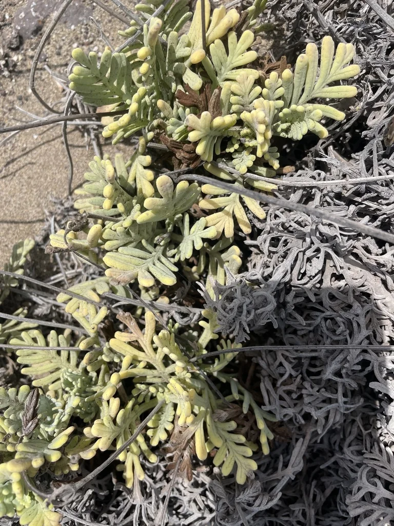 Lavandula Pinnata