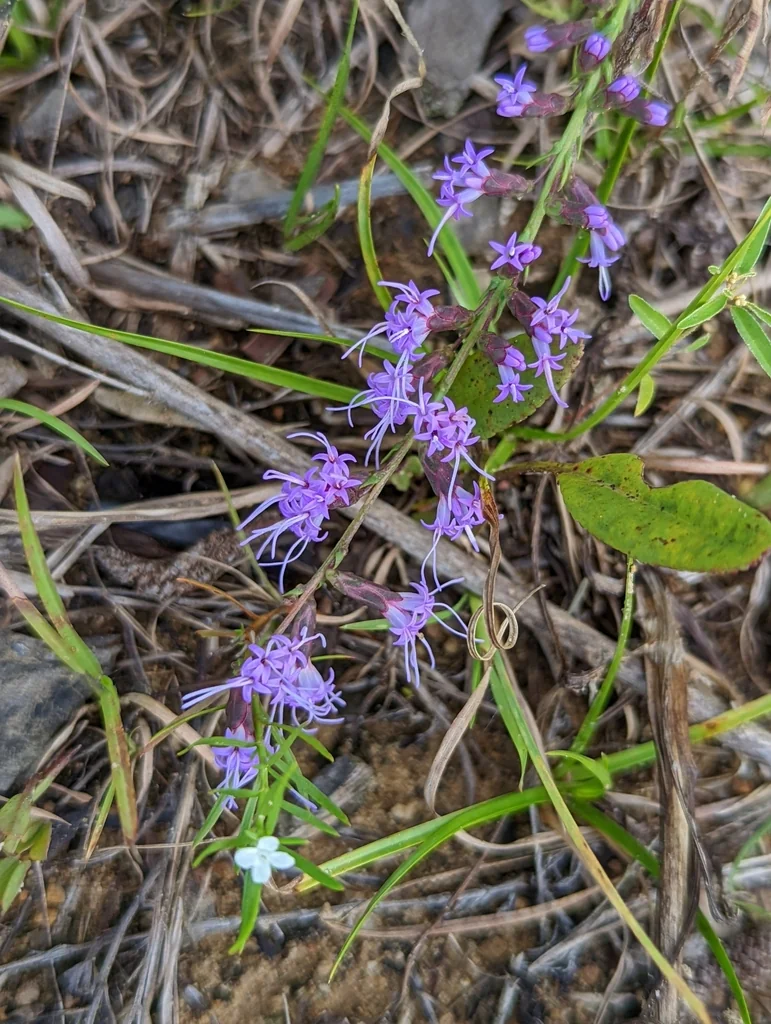 Liatris Microcephala