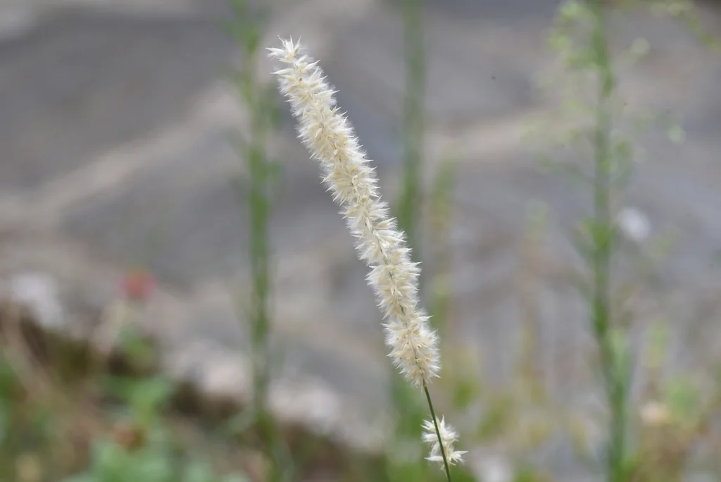 Melica Ciliata