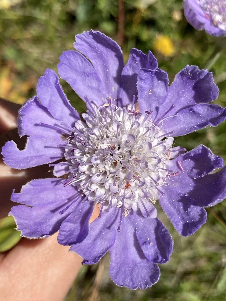 Scabiosa Caucasica