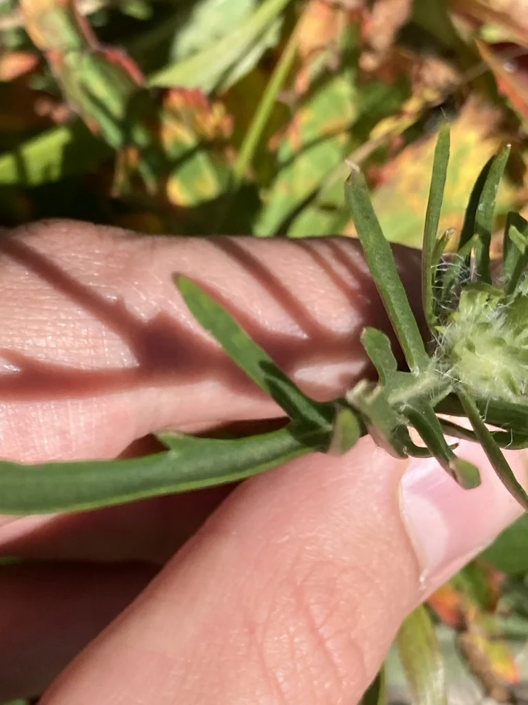 Scabiosa Caucasica