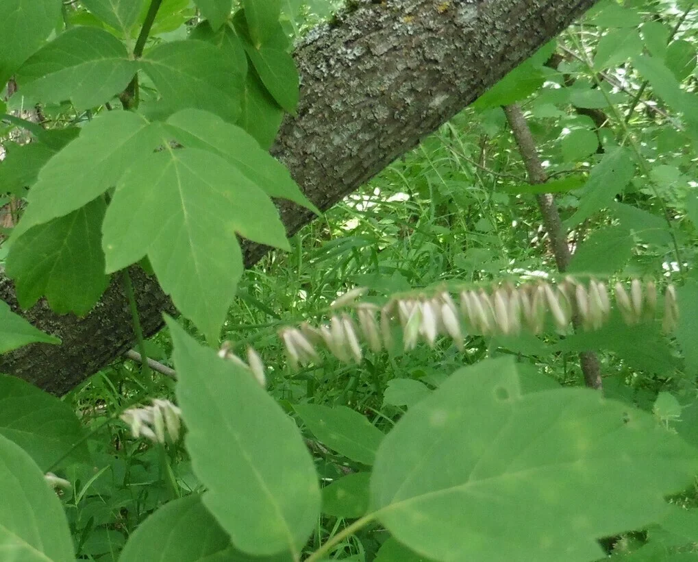 Melica Altissima