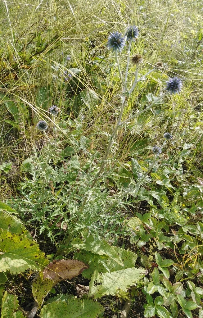 Echinops Ritro Ruthenicus