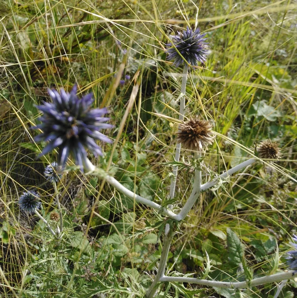 Echinops Ritro Ruthenicus