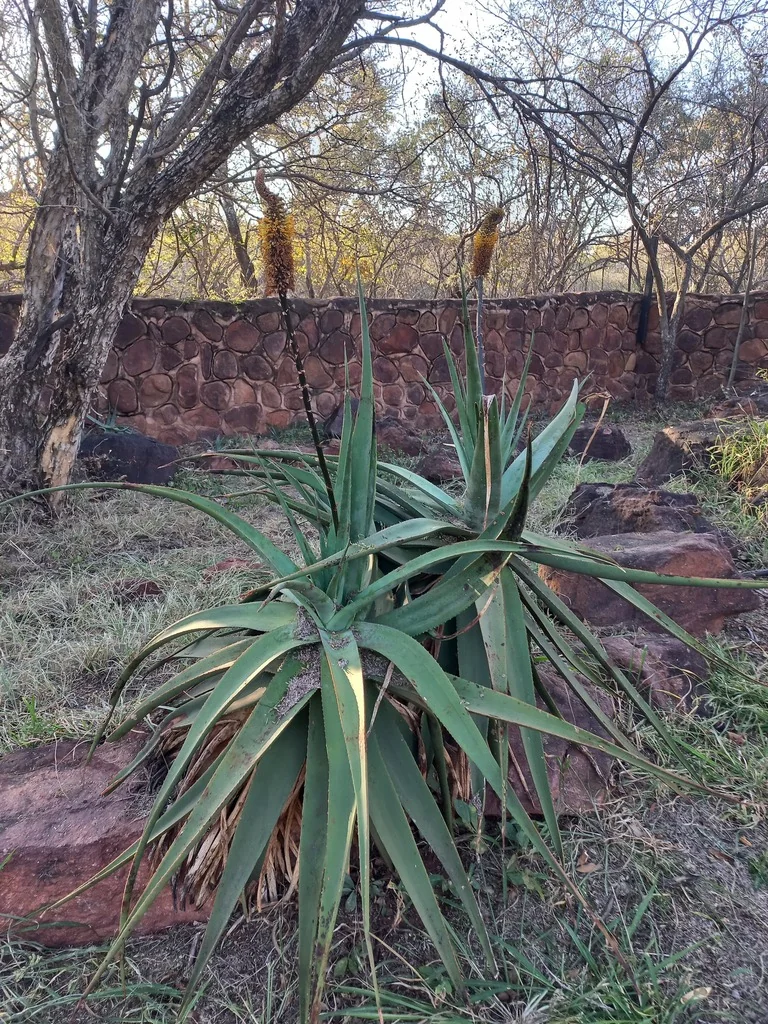 Aloe Spicata