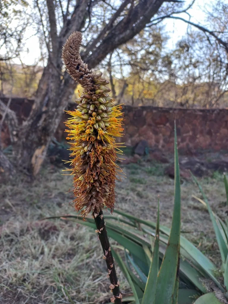 Aloe Spicata