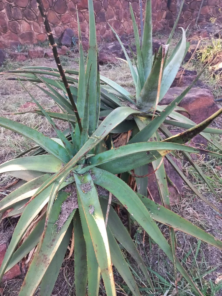 Aloe Spicata