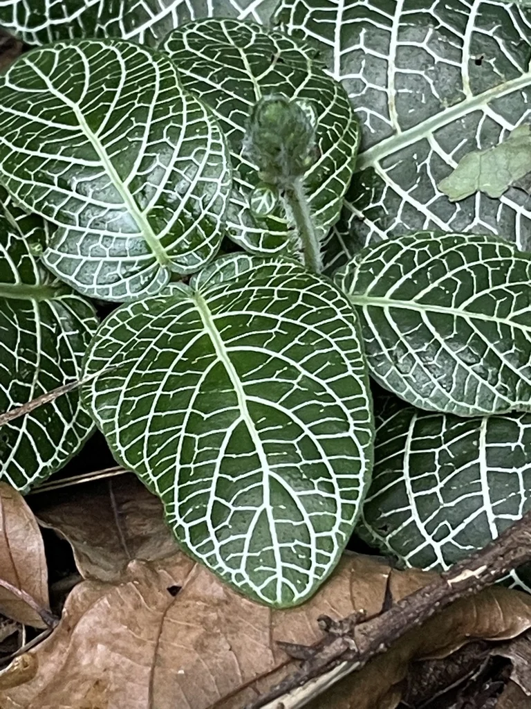 Fittonia albivenis