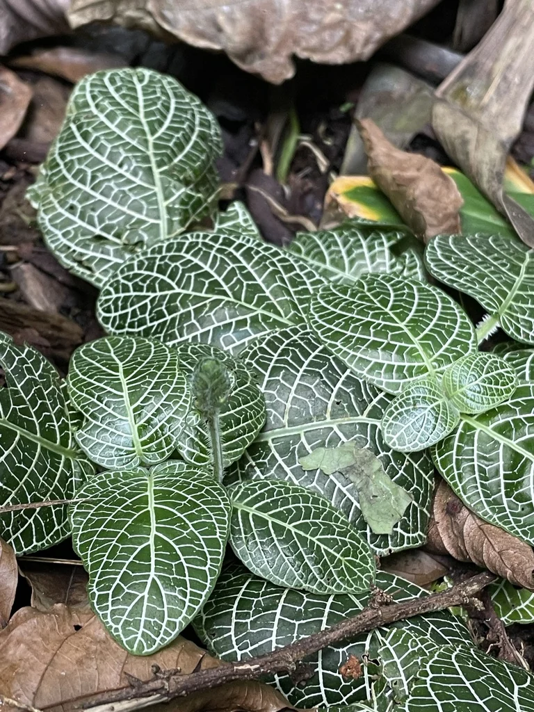 Fittonia albivenis