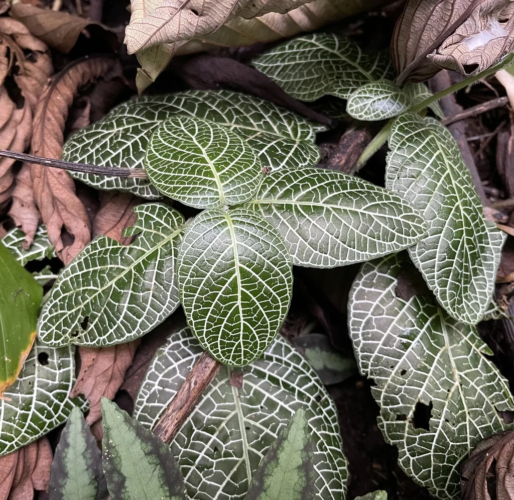 Fittonia albivenis
