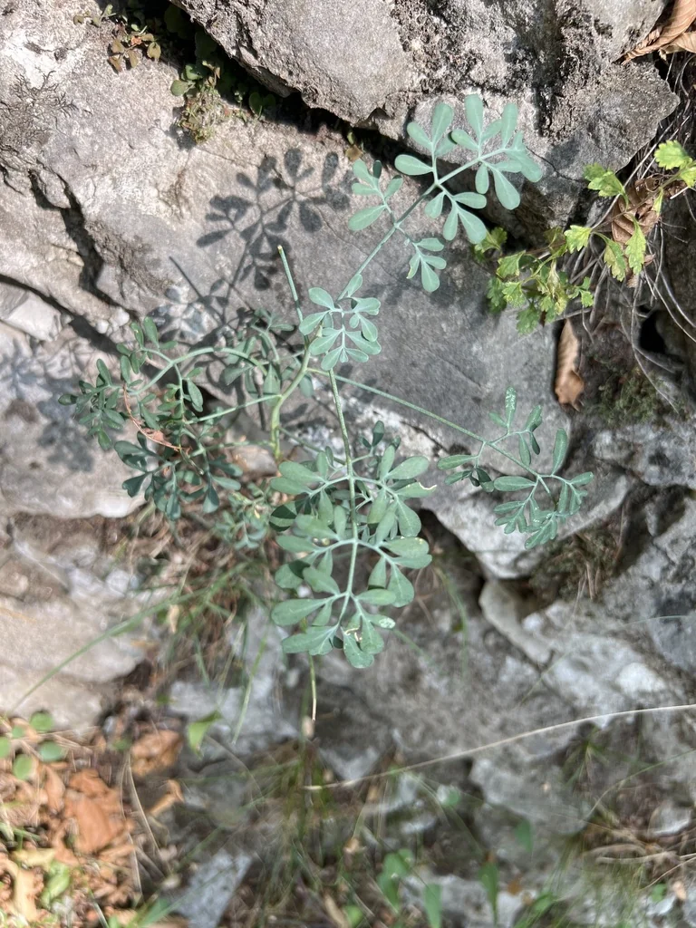 Ruta Graveolens
