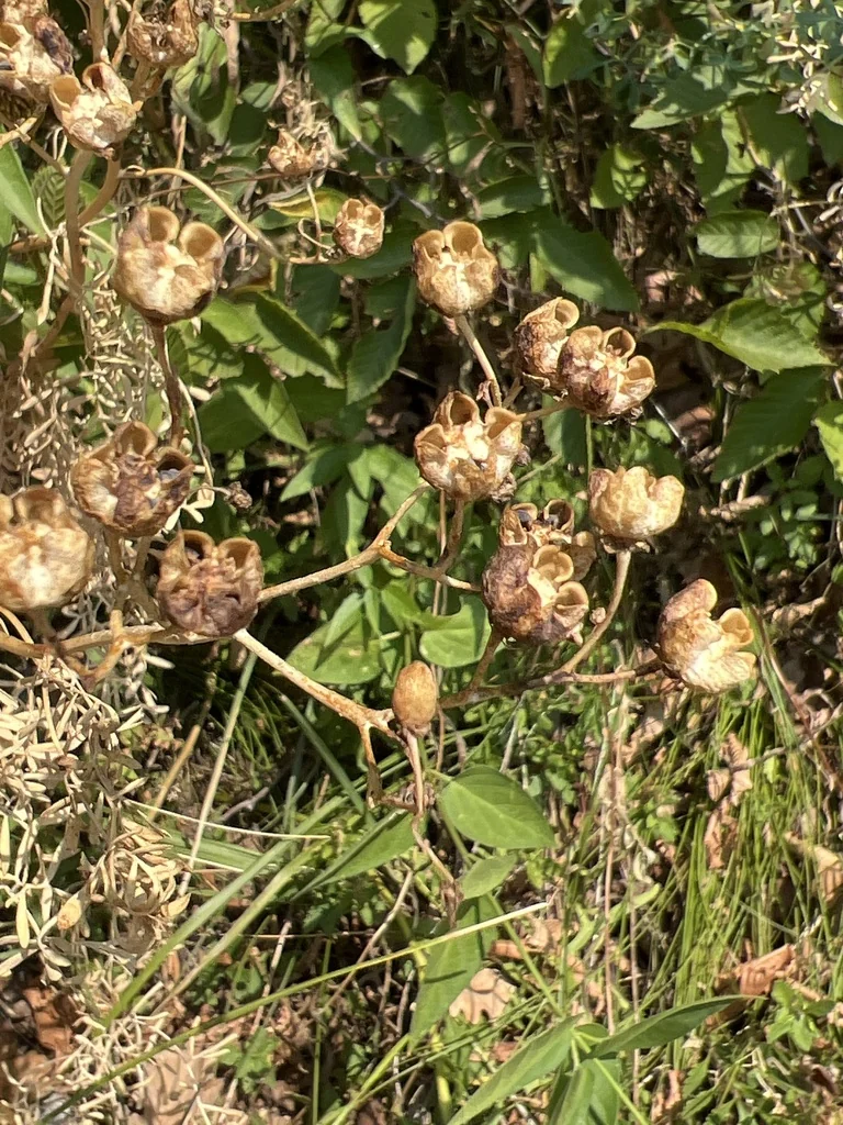 Ruta Graveolens
