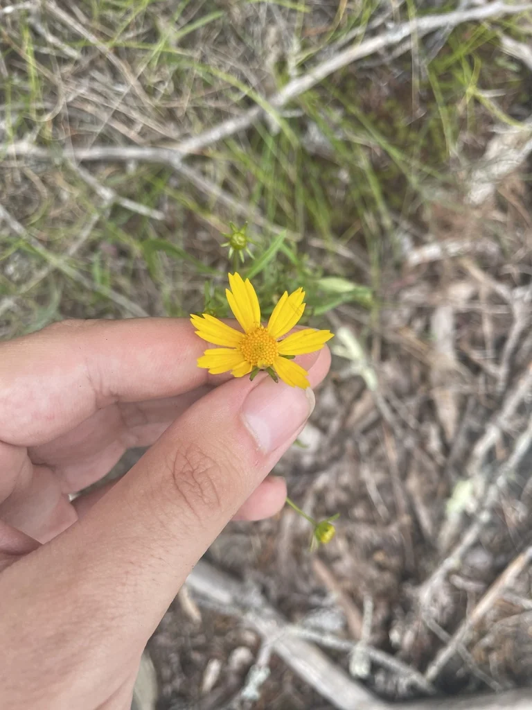 Coreopsis Grandiflora