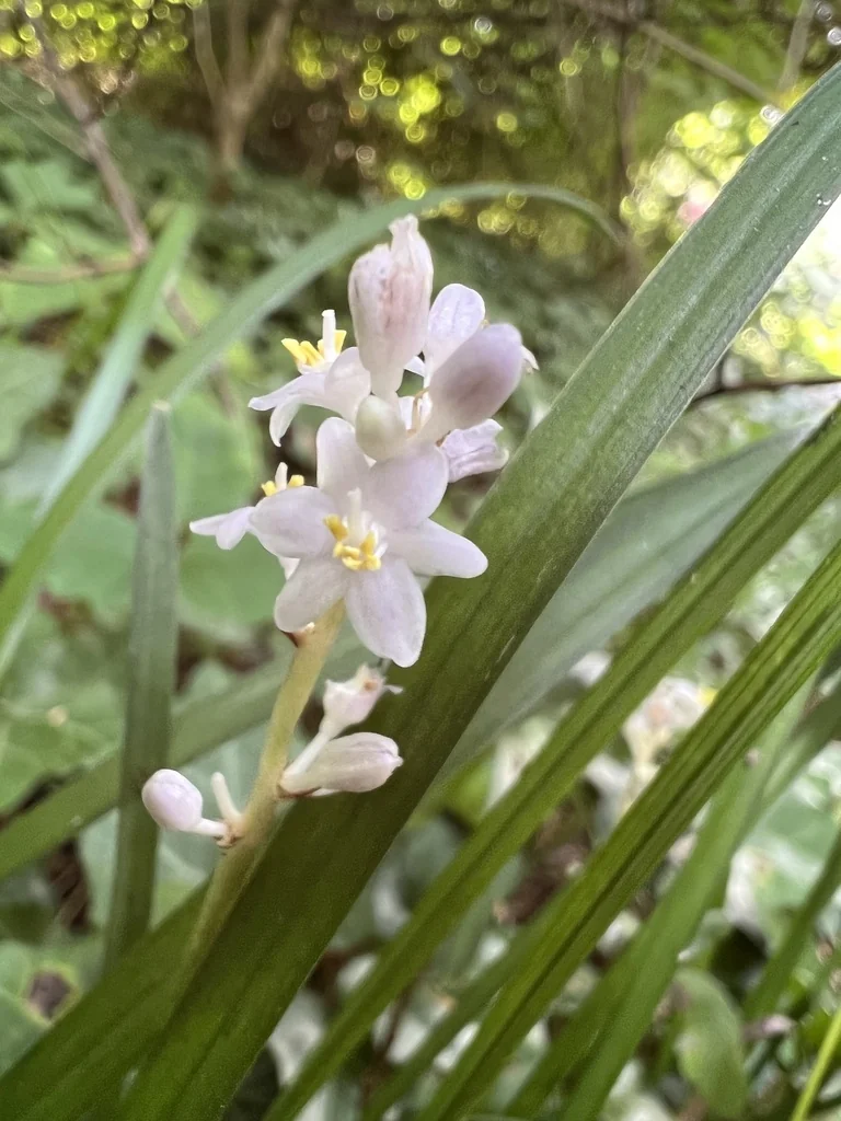 Liriope Spicata