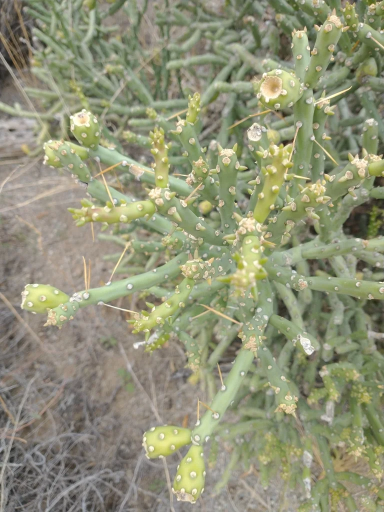 Cylindropuntia Arbuscula