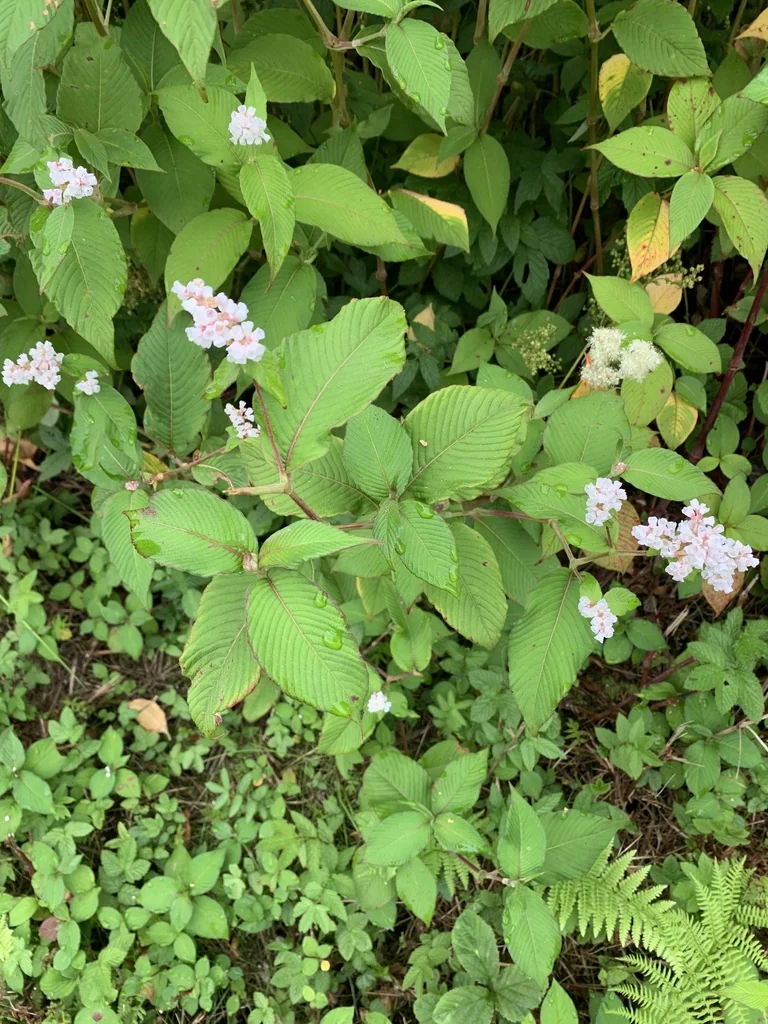 Persicaria Campanulata