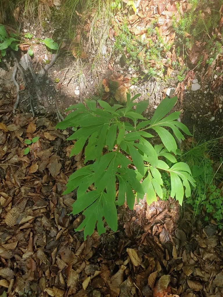 Paeonia Officinalis