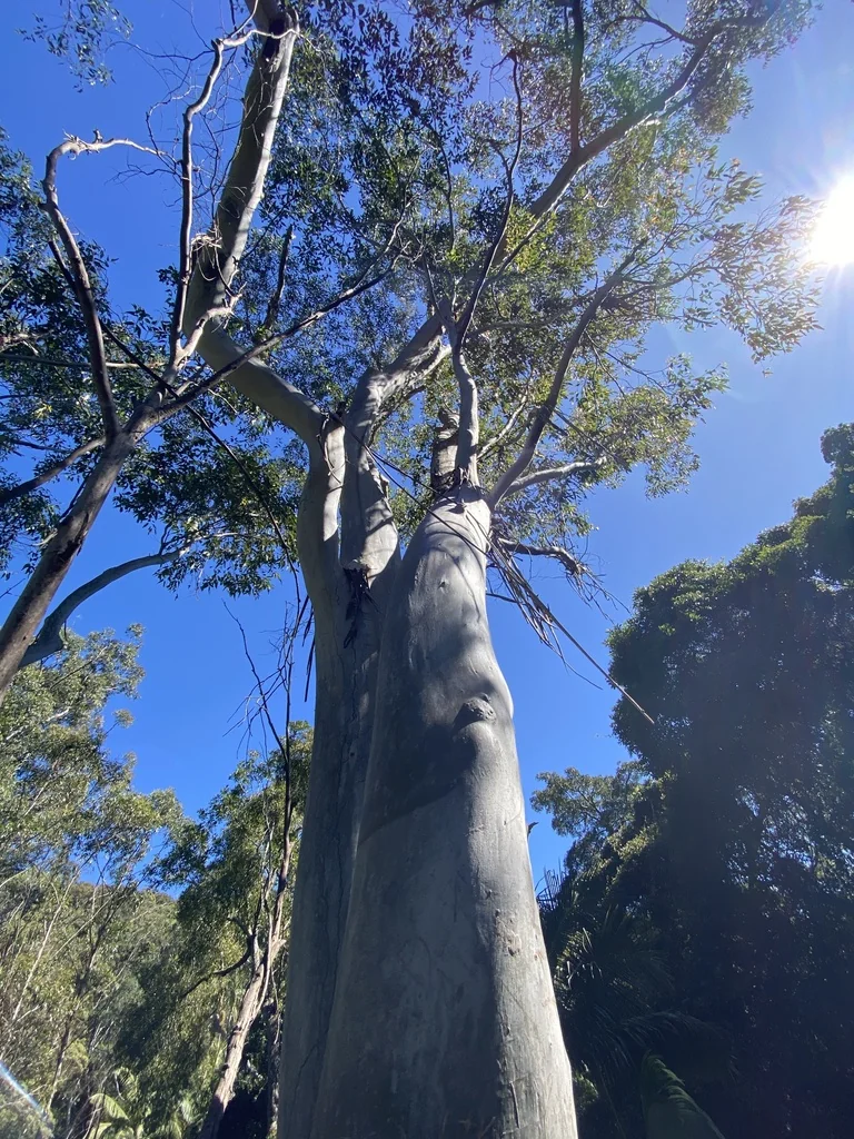 Eucalyptus grandis