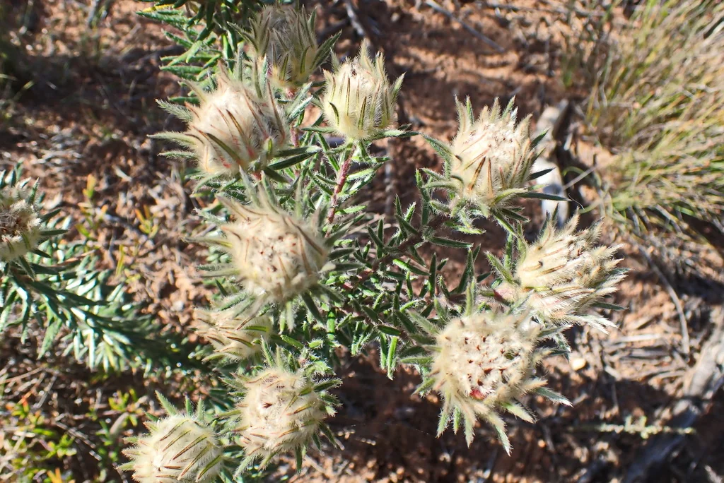 Phylica Pubescens