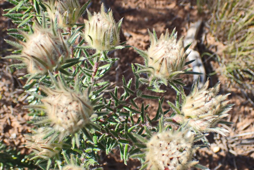 Phylica Pubescens