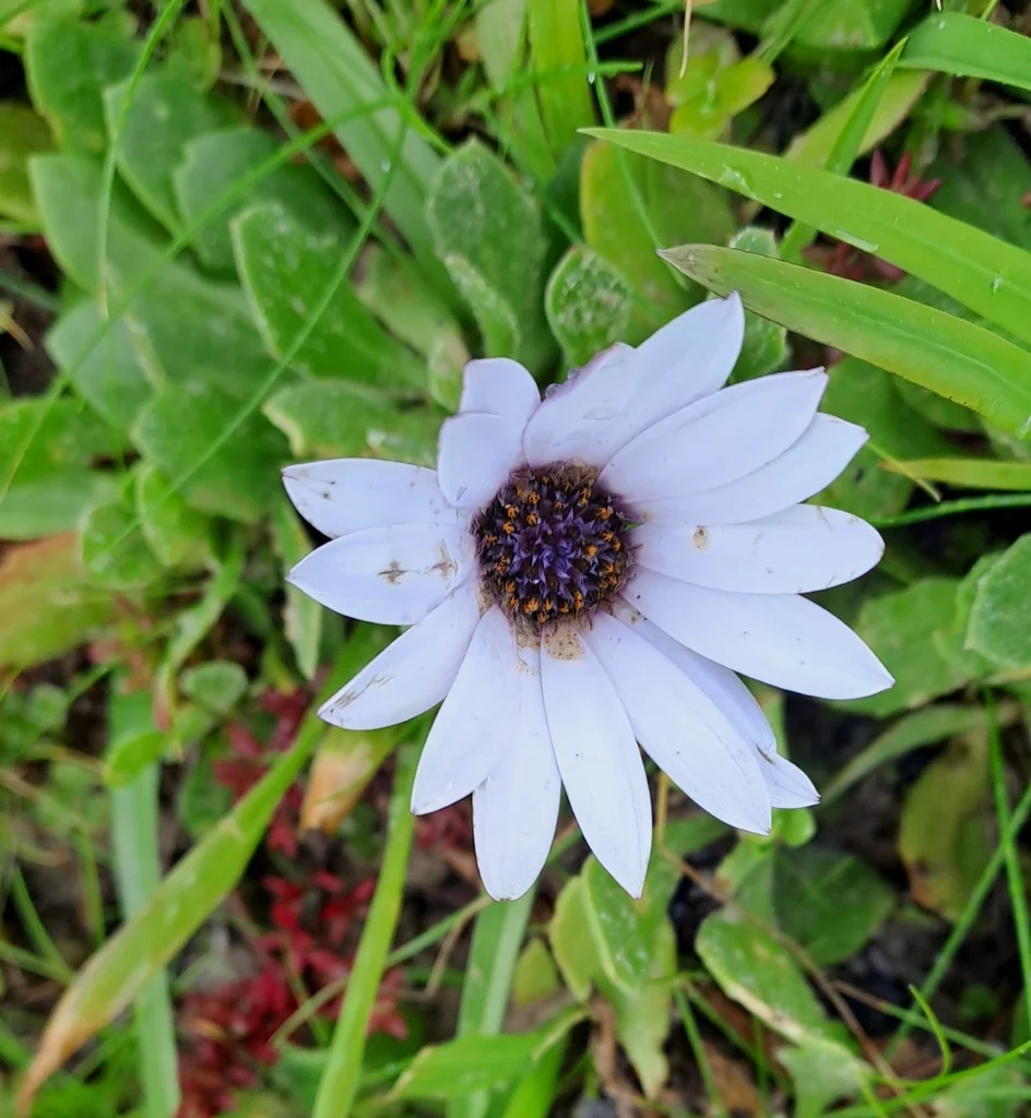 Osteospermum Fruticosum