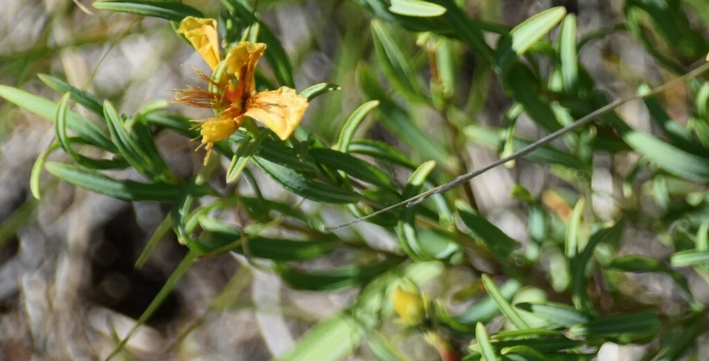 Hypericum Kalmianum