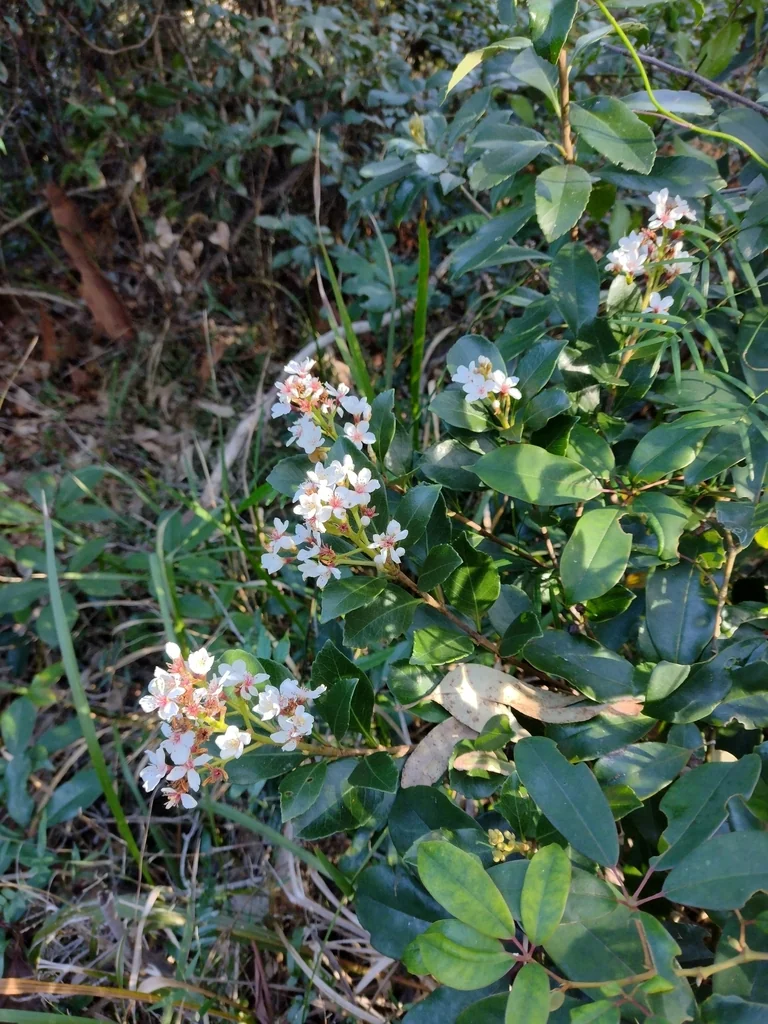 Rhaphiolepis Indica
