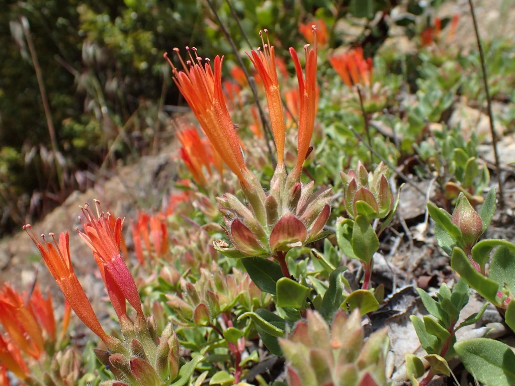 Monardella Macrantha